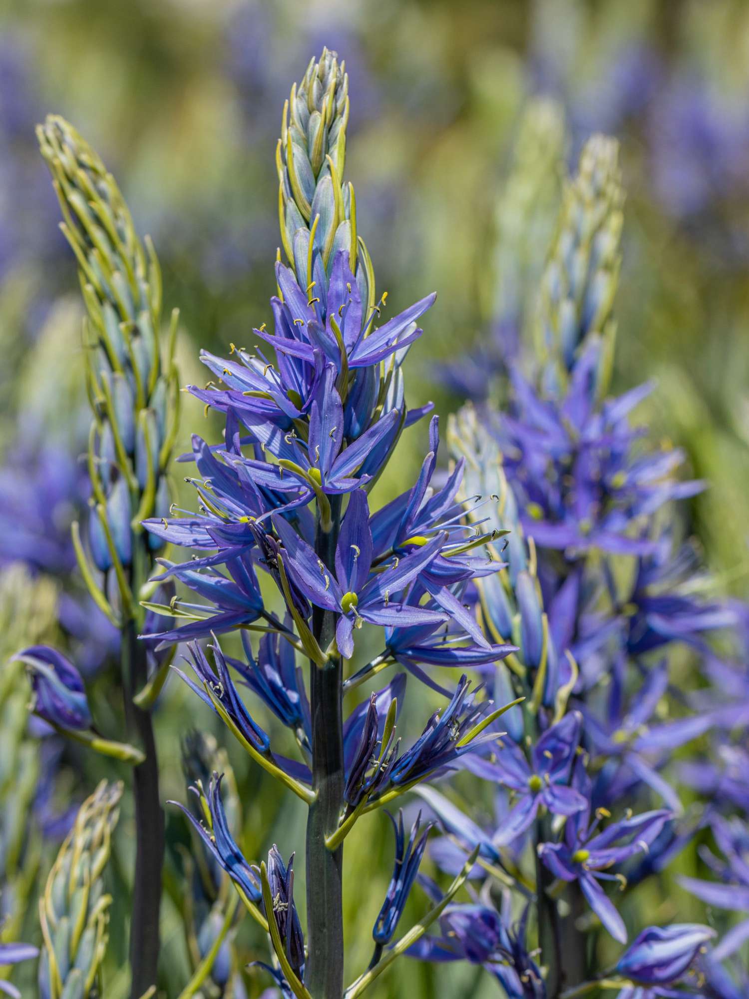 Lis des prairies, Caerulea